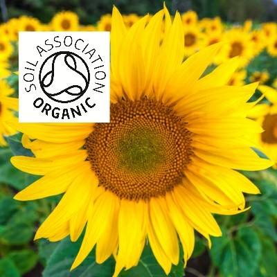 Organic Sunflower