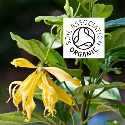 Organic Ylang Ylang Complete