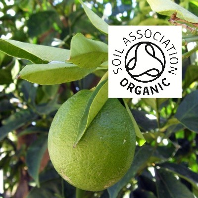 Organic Bergamot